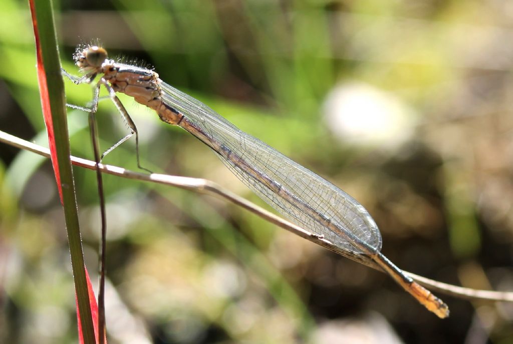 Platycnemis pennipes? no, Coenagrion cfr. puella